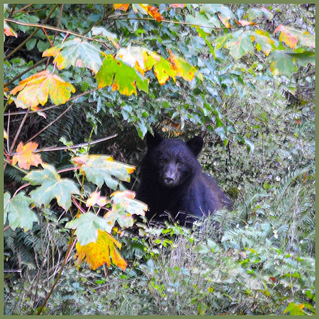 Linda McShane-Autumn Bear