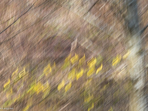 nimisha-j-icm-3_49766319678_o