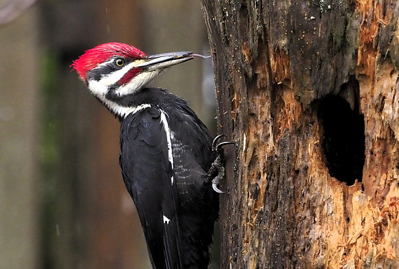 Mike Joss-Pileated Woodpecker
