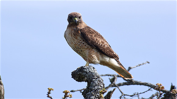 Norman Mathew-Perched