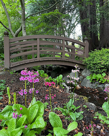 Linda McShane-Blossom Bridge