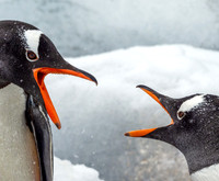 Gentoo Penguins