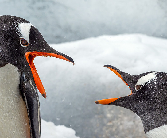 Gentoo Penguins