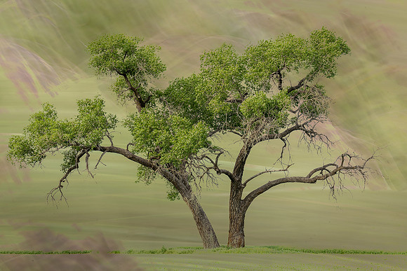 Iris Schurz-Grand Old Tree-1