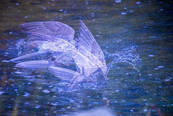 Jim Whyte-Diving Gull