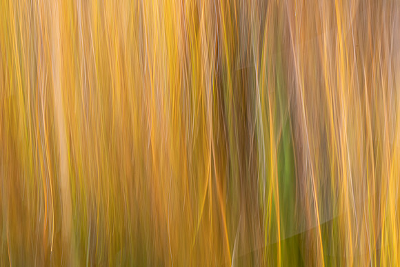 Marie MacIsaac ICM