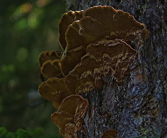 Jessica North-O'Connell Fellow Fungus