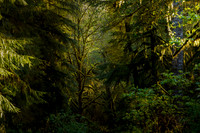 Amit Bakshi-Majestic Tree