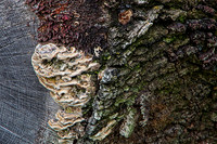 Jessica North-O'Connell-Fungi Community