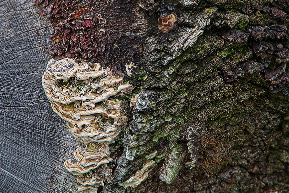 Jessica North-O'Connell-Fungi Community