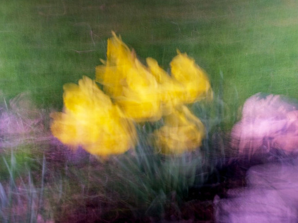 sue-vince-colours-of-spring_49767000896_o