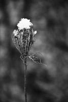 Annie Troy-Winter Crown