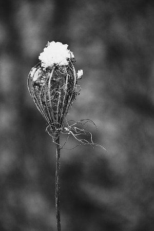 Annie Troy-Winter Crown