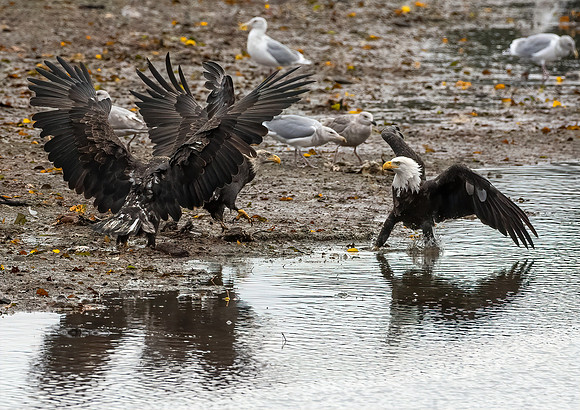 The Stand-Off