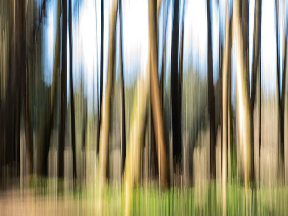 7lina-into-the-trees_49766319243_o