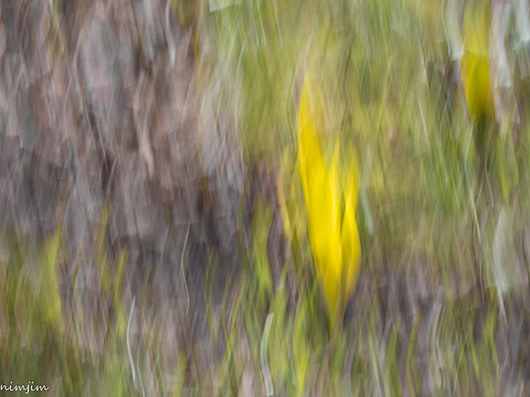 nimisha-j-icm-2_49767181582_o