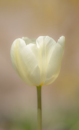 Diane Spaidal-1