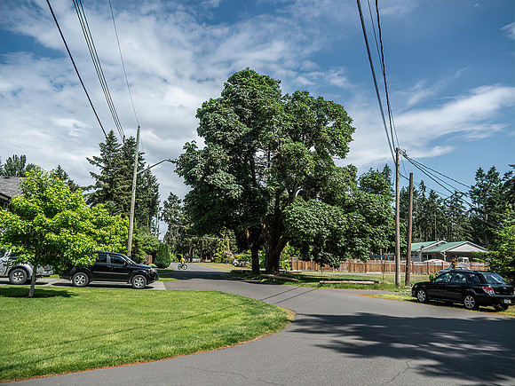 Trudy #5 Admire huge tree, go right.