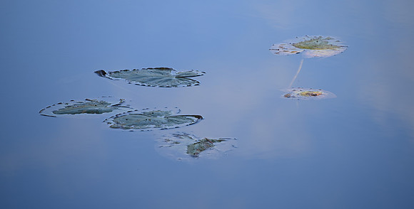Julie G-lily pads