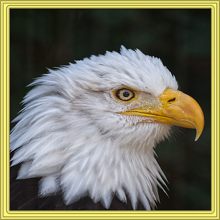 Norman Mathew-Eagle Eyes
