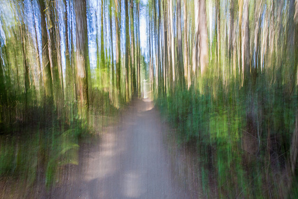 whyte_forest_trail2_49767181222_o