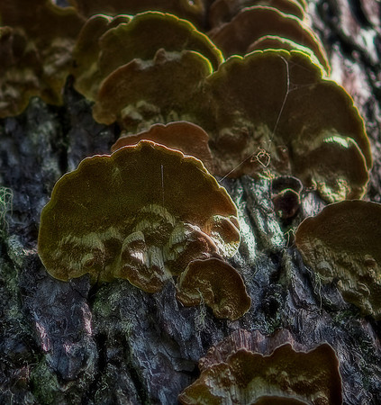 Jessica North-O'Connell Creeping Fungus