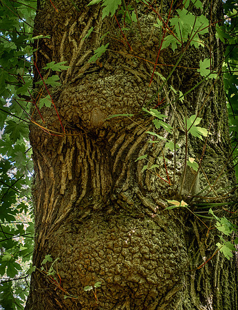Laura Tait- tree texture