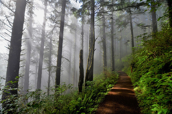 FIRST PLACE - Julie Gourdeau-Into the Fog