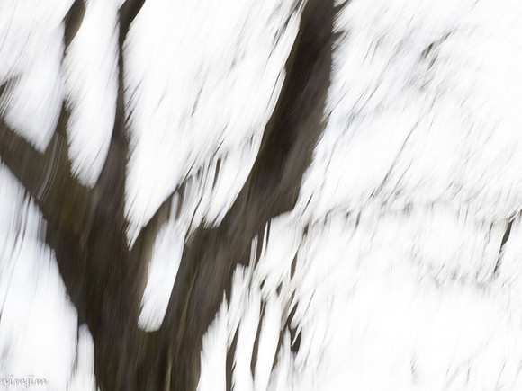 nimisha-j-icm-4_49767181567_o