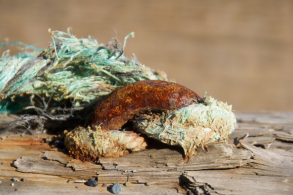 Rick Gafuik-Beach Find