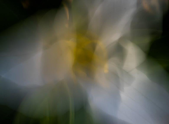 1lina-trillium_49766852806_o