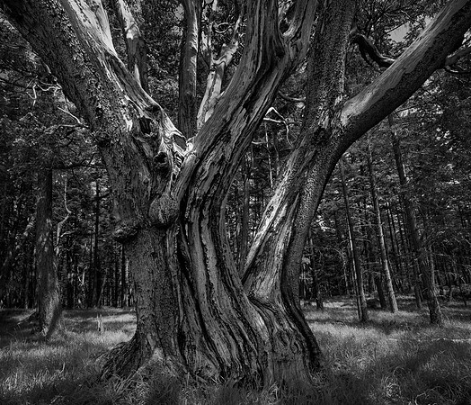 Laura Tait - Mother Tree