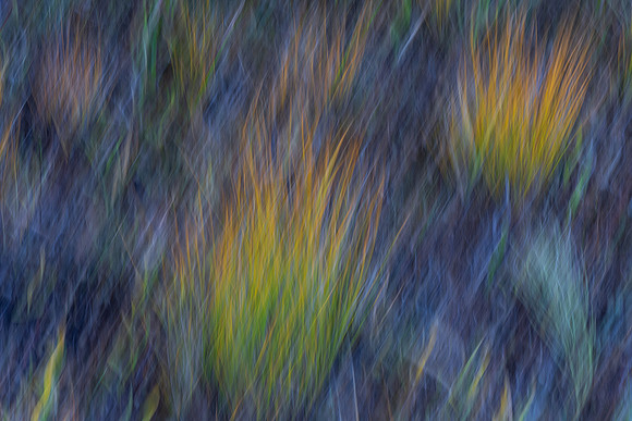 Marie MacIsaac-Purple Haze.jpg