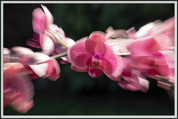 katie-hubberstey---4---orchid-burst_49766319753_o