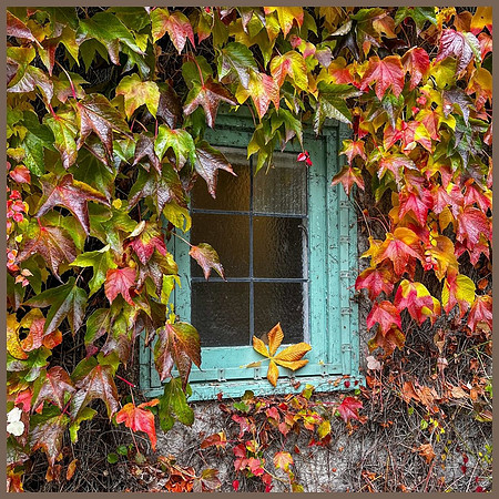 Linda McShane-Virginia's Window