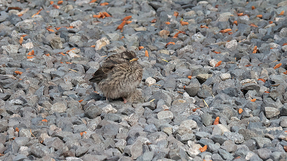 Trudy #9 Found the baby 'White-crowned Parrow' in the path.