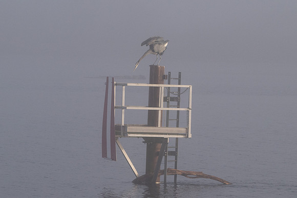 Anne Lacourt-Heron in the Mist