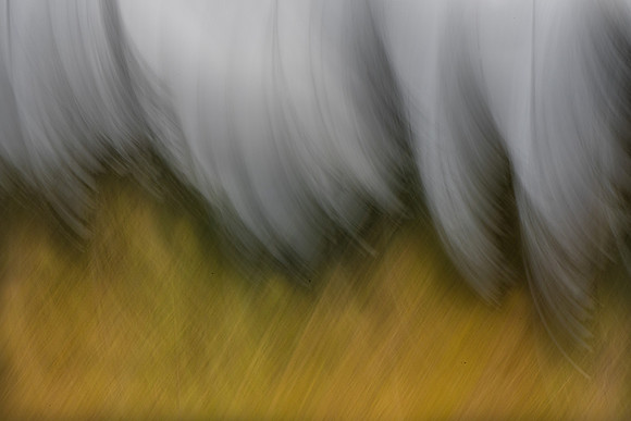 Marie MacIsaac ICM