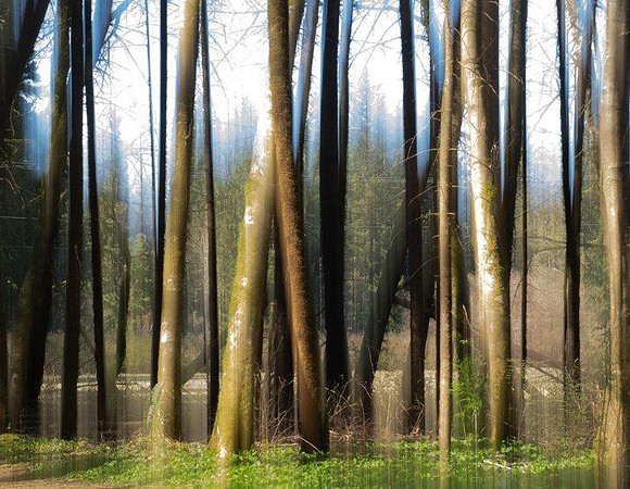 8lina-out-of-the-trees_49766852726_o