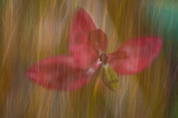 Marie MacIsaac-Crimson Windmill.jpeg