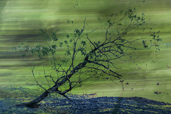 Iris Schurz-Weathered Tree