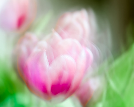 Neal Erickson-Tulips