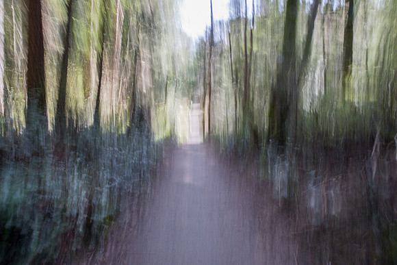 whyte_forest_trail-1_49767181227_o
