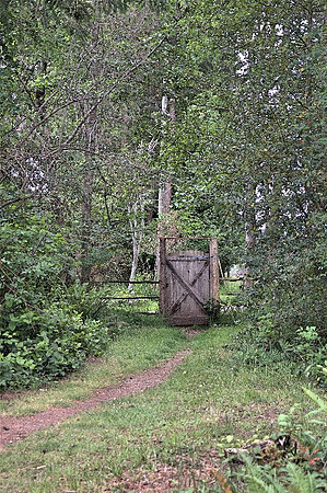 RickGafuikJ2020uneForestPath3