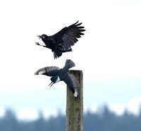Anne Lacourt-Crow Over Kingfisher