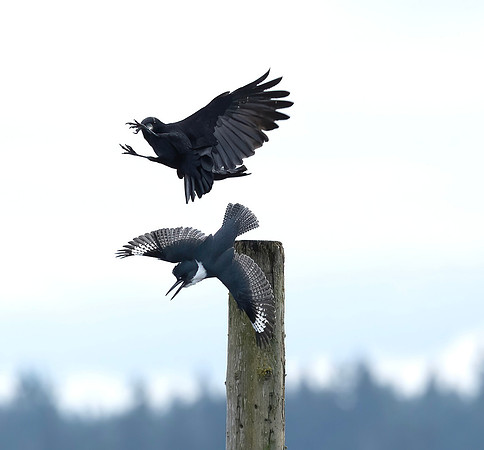 Anne Lacourt-Crow Over Kingfisher
