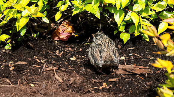 Trudy #11 Did you call mom!