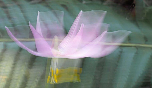 2lina-fawn-lily_49766852786_o